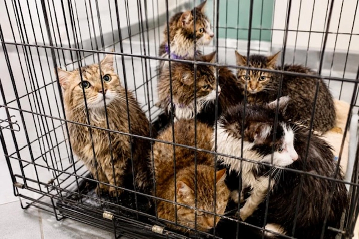В котокафе Калининграда погибли 22 кота