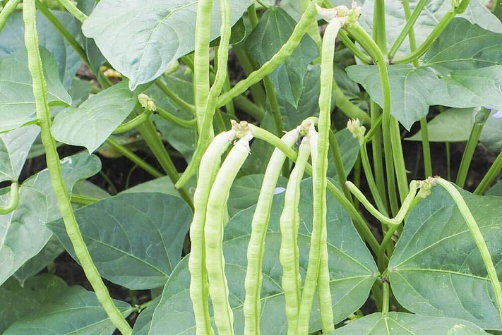 Попробуйте посадить на участке вигну