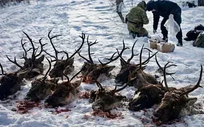 На Сахалине браконьеры убили 26 краснокнижных оленей