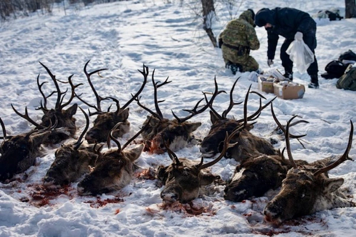 На Сахалине браконьеры убили 26 краснокнижных оленей