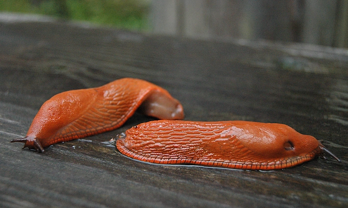 Гигантские слизни вновь заполонили юг Подмосковья