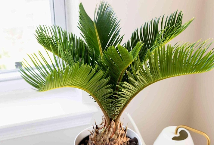 Чем опасен свидетель динозавров — цикас