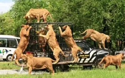 Бангкок: лев насмерть атаковал смотрителя в Safari World