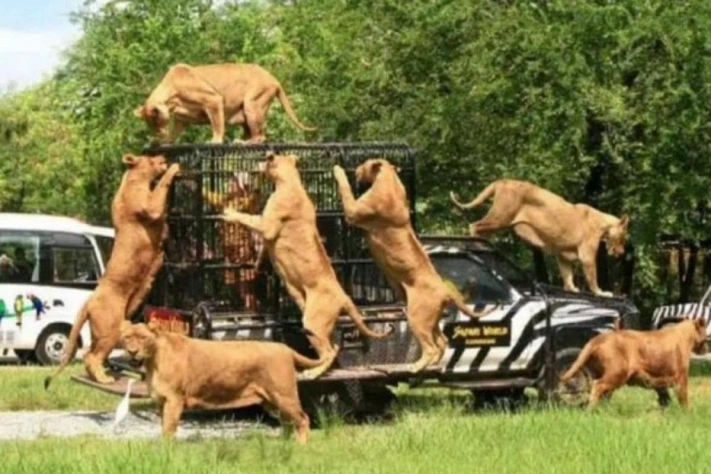 Бангкок: лев насмерть атаковал смотрителя в Safari World