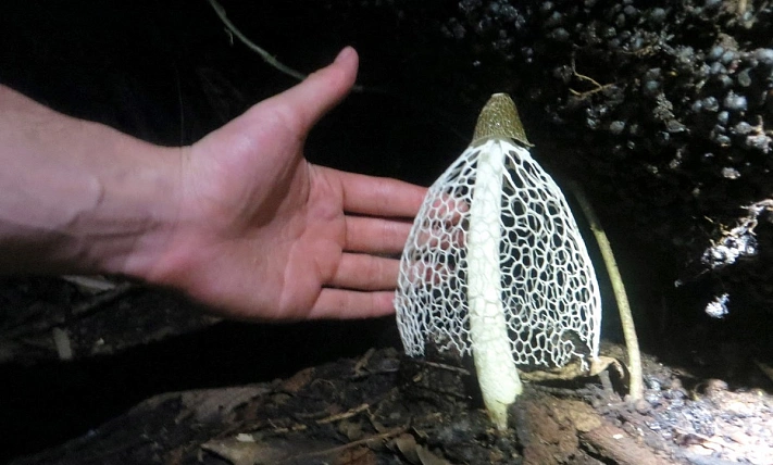 За срезанный редкий гриб теперь сажают на три года