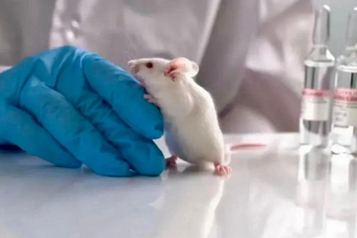 Мышь вернулась из космоса и родила девять детёнышей