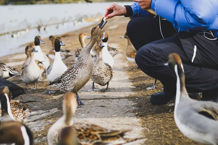 В Минэкологии Подмосковья призвали жителей не кормить птиц