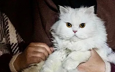 Кошки, которые пришли к нам из Египта