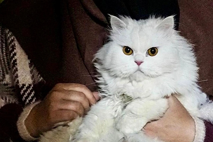 Кошки, которые пришли к нам из Египта