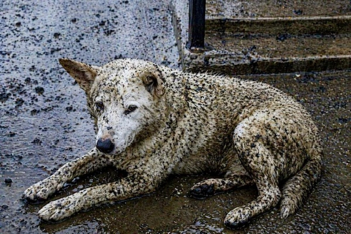 После пожара в Туапсе заговорили о «чёрном дожде»