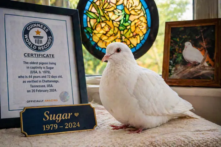 В США умер голубь‑долгожитель, проживший более 44 лет