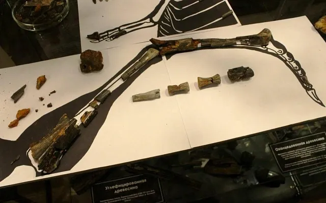 В Красноярском крае нашли кости неизвестного динозавра