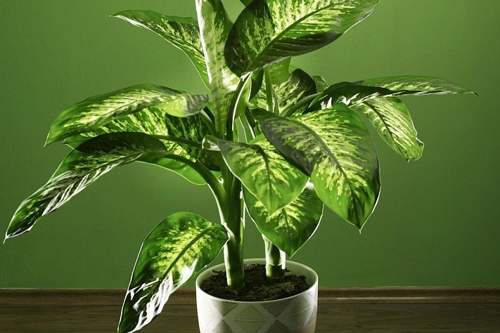 Яд за красивыми листьями, стеблями и лепестками