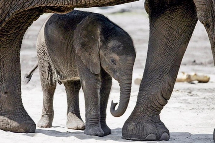 Семь слонов погибли под колесами поезда на севере Индии