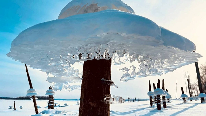 Ледяные грибы выросли на водохранилище в Амурской области