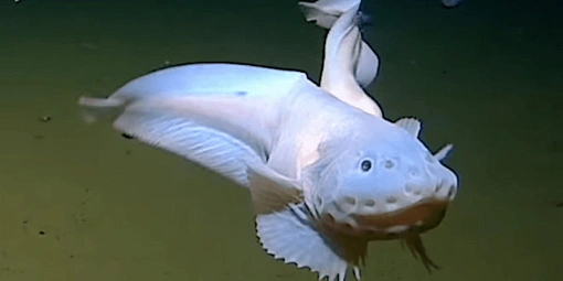 Неизвестную науке рыбу сняли на глубине 8336 метров