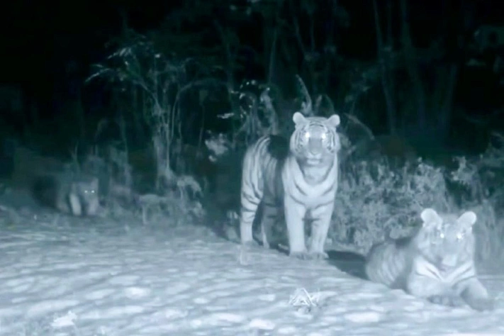 Тигрица и четыре тигрёнка напомнили о новогоднем чуде