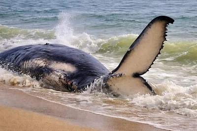 выброшенный на берег германии кит снова двинулся, но это ещё не спасение
