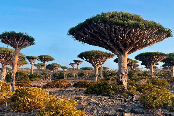 Российские туристы оказались в ловушке на острове Сокотра