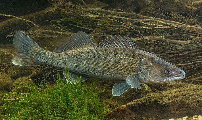 В Азовском море сократились запасы судака