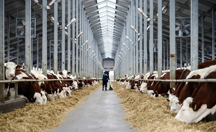 Первый конкурс красоты среди коров провели в Томской области