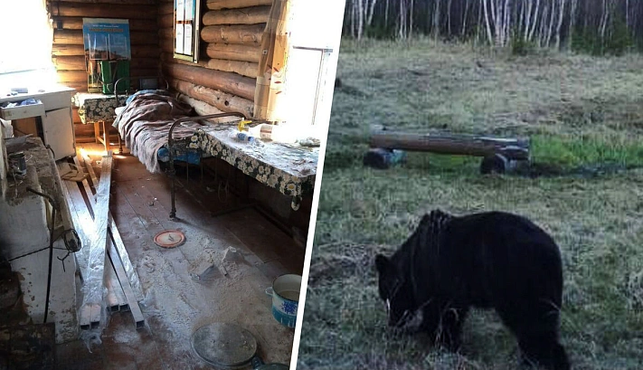 В Якутии медведь разгромил избушку инспектора национального парка