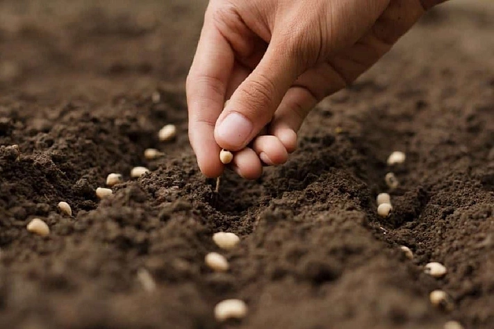 Насколько глубоко сажать семена, если на упаковке ничего не указано