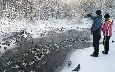 Пришло время считать уток