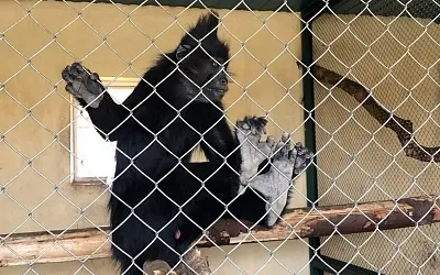 В частном столичном зоопарке нашли мёртвых животных
