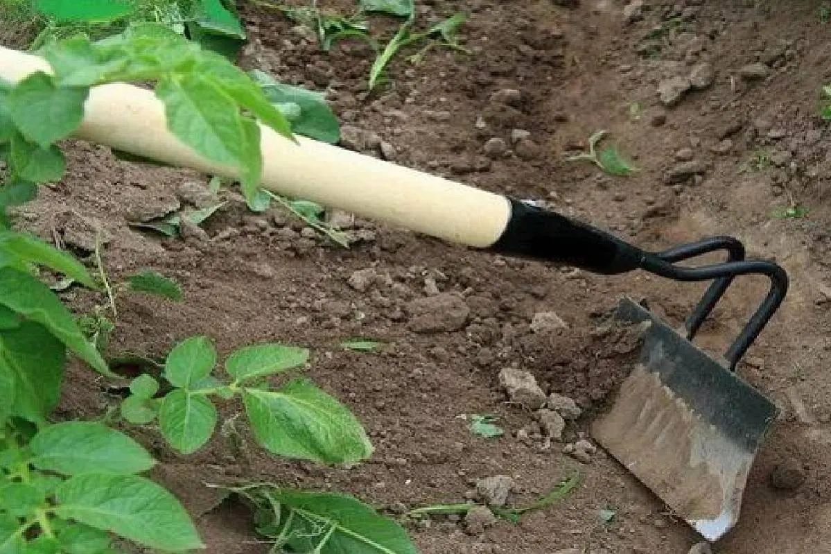 Окучивать картофель или нет?
