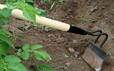 Окучивать картофель или нет?