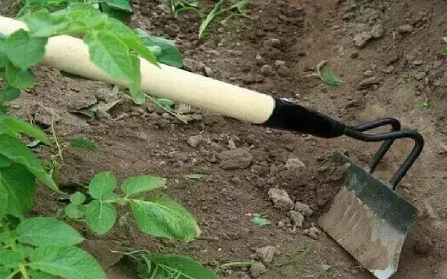 Окучивать картофель или нет?