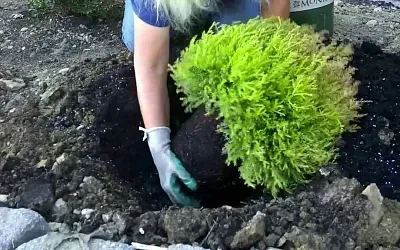 Где и как следует сажать шаровидную тую