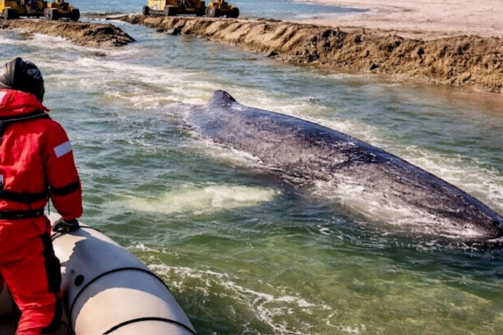 Тысячи людей следили за китом, которого спасали всем побережьем