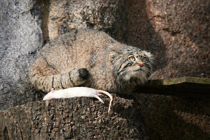 Почему манул Тимофей из Москвы снова остался без пары