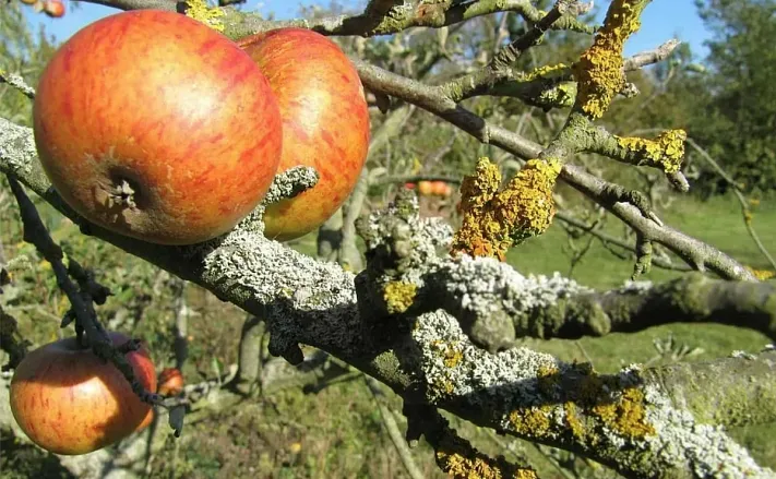 Осенью нужно избавить садовые деревья от мха