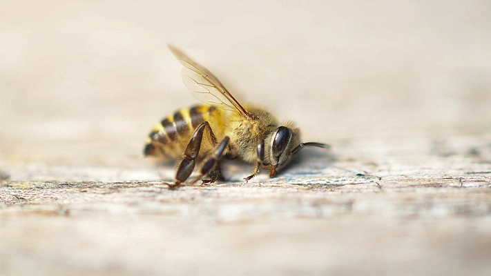 Массовая гибель пчёл произошла в Алтайском крае