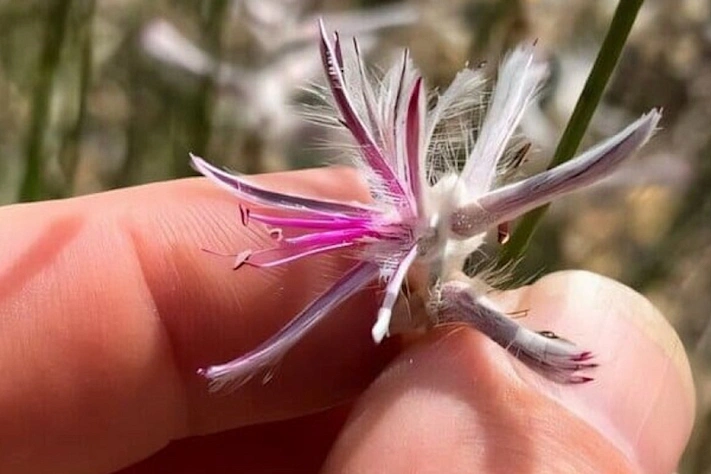 В Австралии обнаружен кустарник, считавшийся вымершим более 50 лет