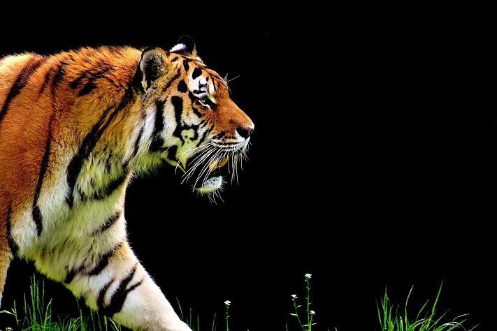 В  Приморье люди спровоцировали нападение тигра