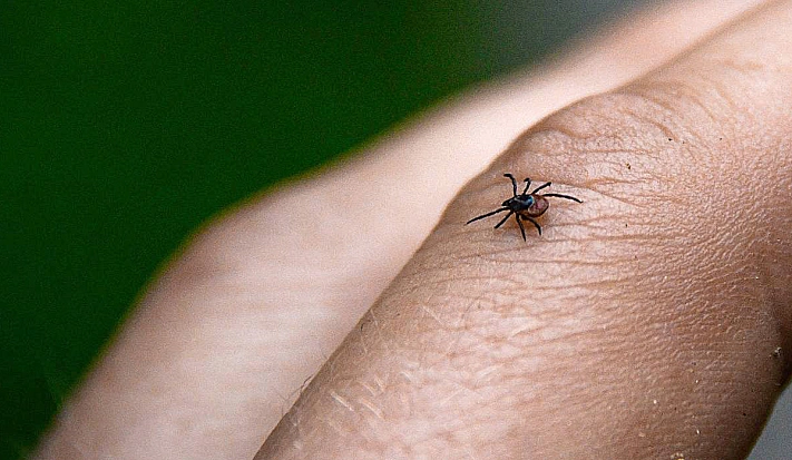 Клещи способны перемещаться с помощью электричества