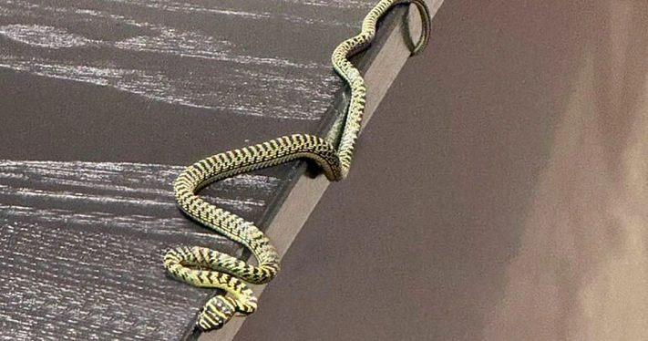 Москвичи привезли из отпуска безбилетного пассажира