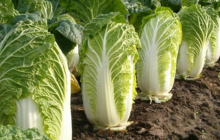 Пришло время сажать пекинскую капусту на рассаду