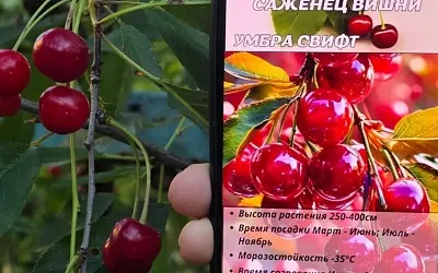 Как не попасться на уловки нейросетей при покупке саженцев