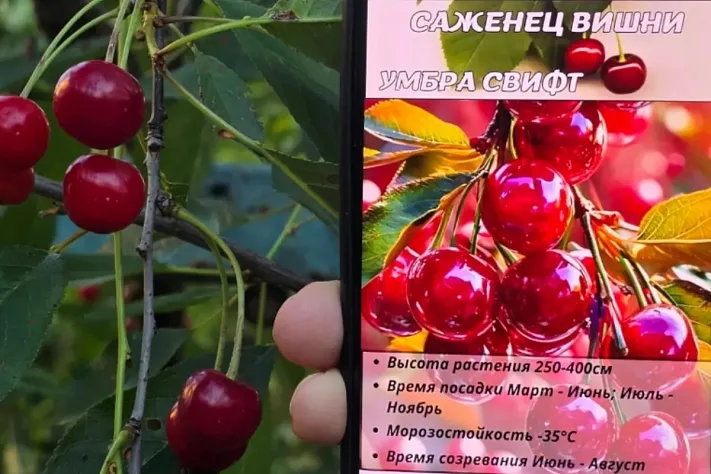 Как не попасться на уловки нейросетей при покупке саженцев