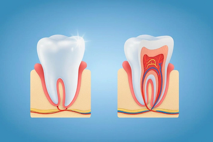 Пластырь, который помогает вырастить новый зуб