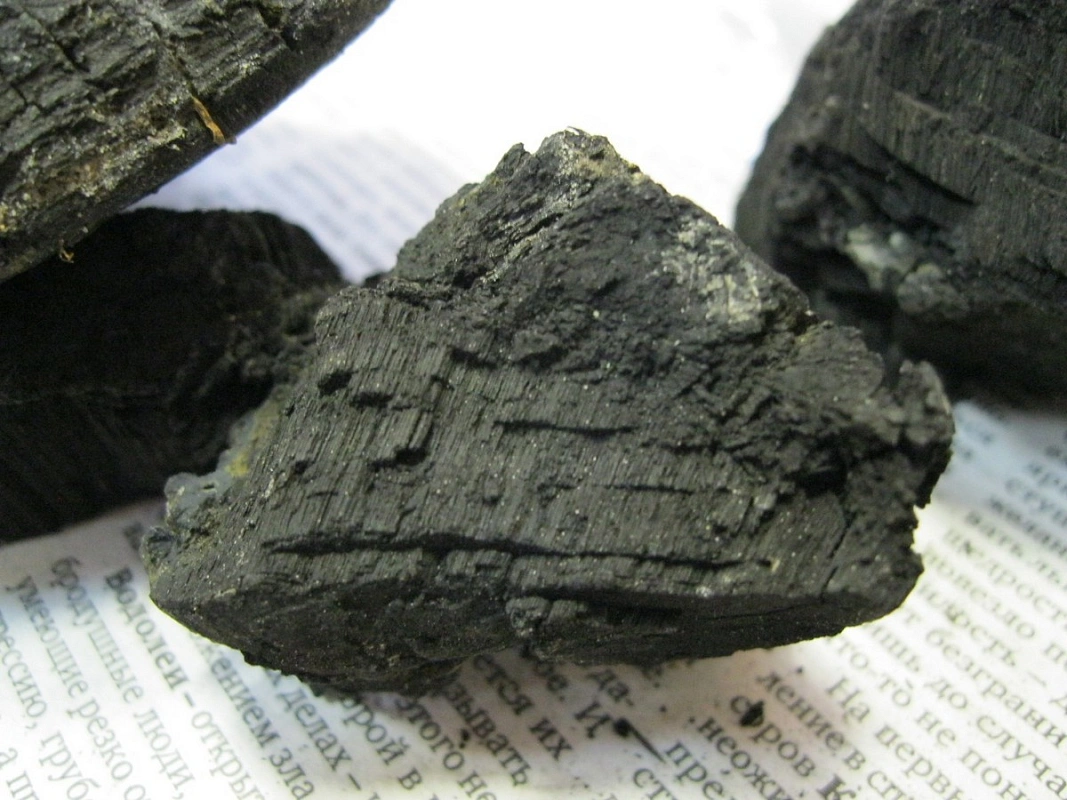 Под Нижним Новгородом нашли 700-летний гриб