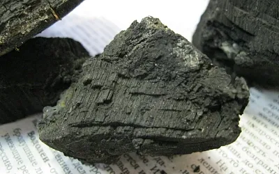 Под Нижним Новгородом нашли 700-летний гриб