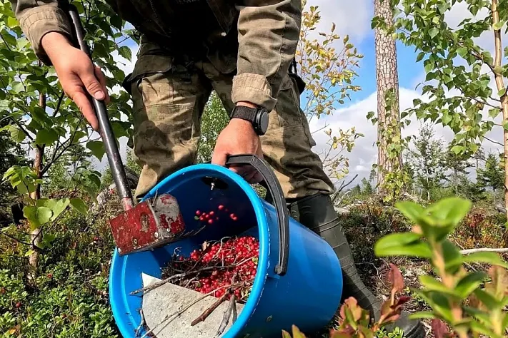 Выходцы из «дружественных стран» угрожают оружием сборщикам ягод в Карелии