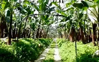 В Ставропольском крае начнут промышленное выращивание бананов