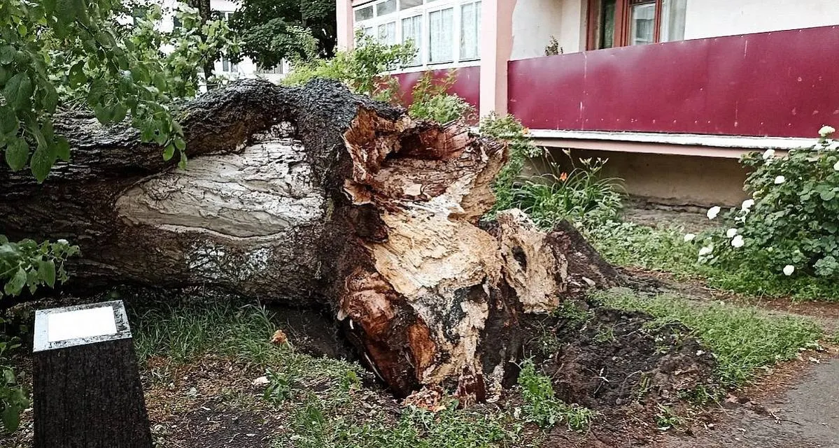 В Великом Новгороде упал знаменитый дуб Добужинского